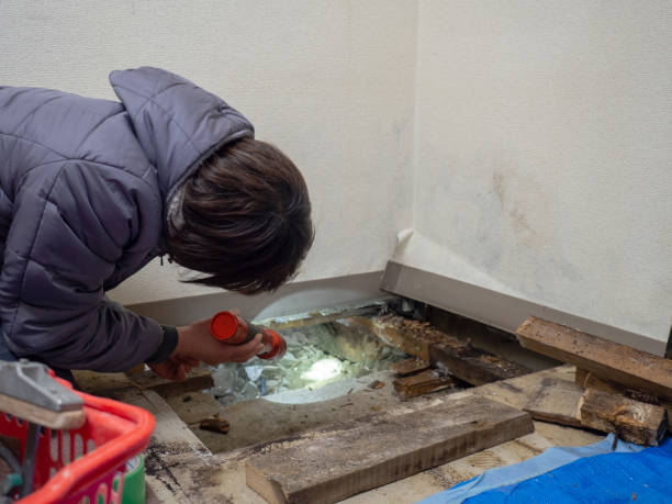 Mold Remediation for Rental Properties in Crown Heights, NY