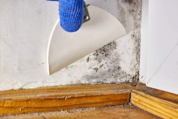 Best Environmental Consulting for Mold Prevention  in Crown Heights, NY